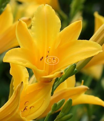 Classy Groundcovers Daylily Hyperion - Thumbnail 4