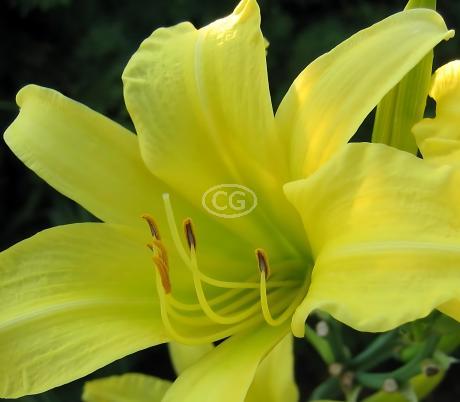 Classy Groundcovers Daylily Hyperion - Thumbnail 5