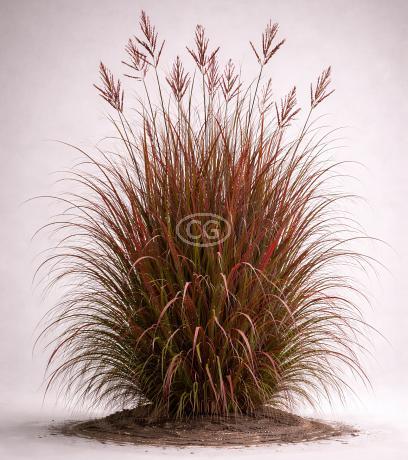 Andropogon gerardii 'Red October' | Big Bluestem, Turkey's Foot