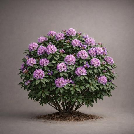 Rhododendron catawbiense 'Boursault' | Catawba Rhododendron 'Boursault' |  {2-Gallon pot} - Classy Groundcovers