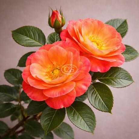 Rosa Floribunda Rose