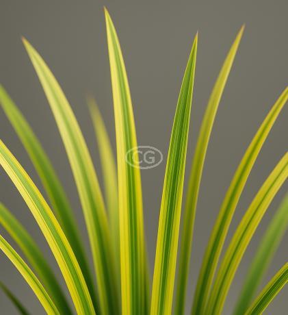 Classy Groundcovers Sweet Flag - Thumbnail 2