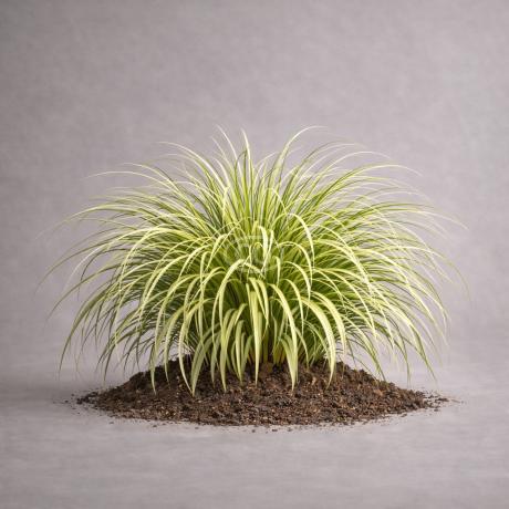 bauhaus olivenbaum erde Olivenbaum kaufen - Mediterrane Olea Europaea Ø:14 H:50 cm main image 1