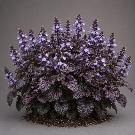 Salvia lyrata 'Purple Knockout' | Lyreleaf Sage 'Purple Knockout