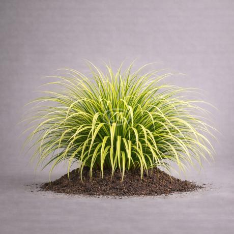 Carex oshimensis EVERCOLOR® 'Everlime' | Sedge EVERCOLOR