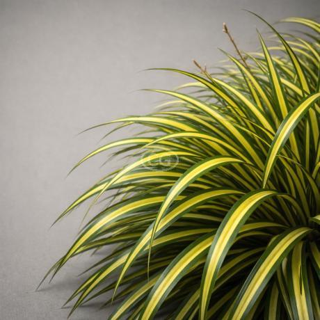 EverColor Eversheen Japanese Sedge - Thumbnail 2