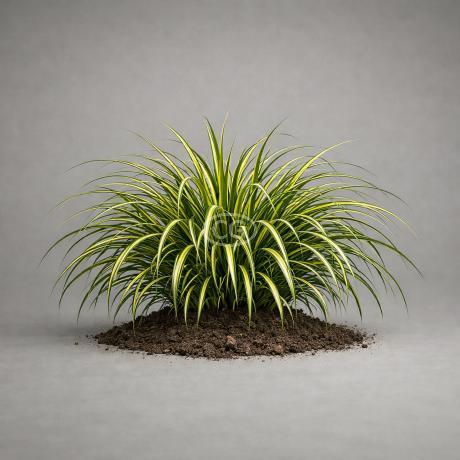 EverColor Eversheen Japanese Sedge