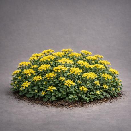 Classy Groundcovers Stonecrop Little Miss Sunshine
