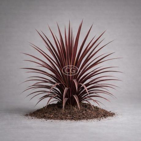 Cordyline australis 'Red Star' | Ti Plant, Cabbage Tree 'Red Star' | {tray  of 72 cells} - Classy Groundcovers