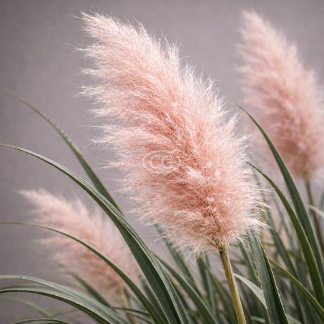 Cortaderia selloana 'Rosea' | Pink Pampas Grass 'Rosea' | {tray of 38 cells}
