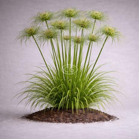 Cyperus papyrus | Egyptian Papyrus | {tray of 38 cells} - Classy  Groundcovers