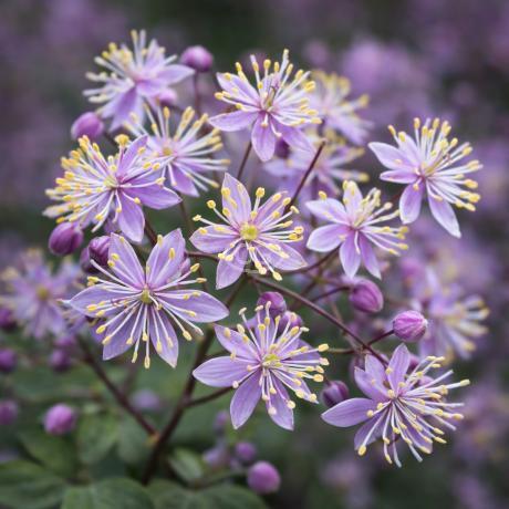 Thalictrum rochebrunianum | Meadow Rue | {2-Gallon pot} - Classy  Groundcovers