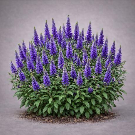 Veronica × 'Magic Show® Purple Illusion' | Spike Speedwell 'Magic