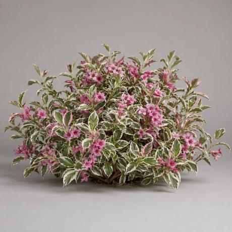 Weigela florida 'My Monet®' | Weigela 'My Monet®' | {2-Gallon pot