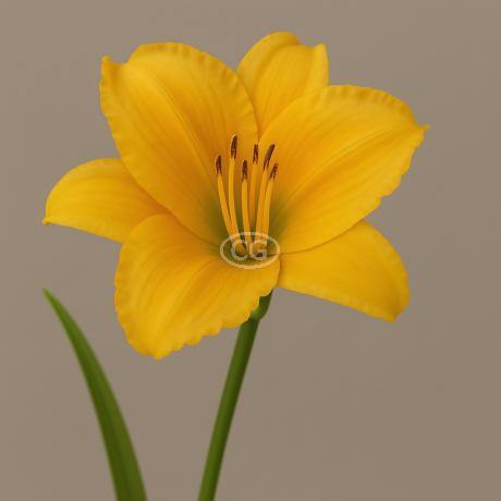 Classy Groundcovers Daylily Hyperion