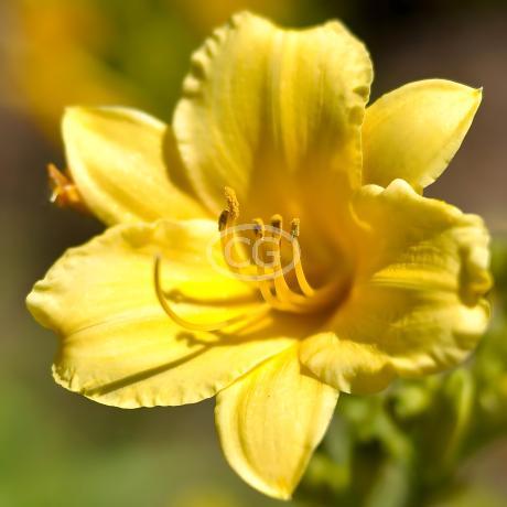 Daylles - Stella de Oro Dwarf Daylly | Plants, Perennals, Day lles Daylles - Stella de Oro Dwarf Daylly | Plants, Perennals, Day lles