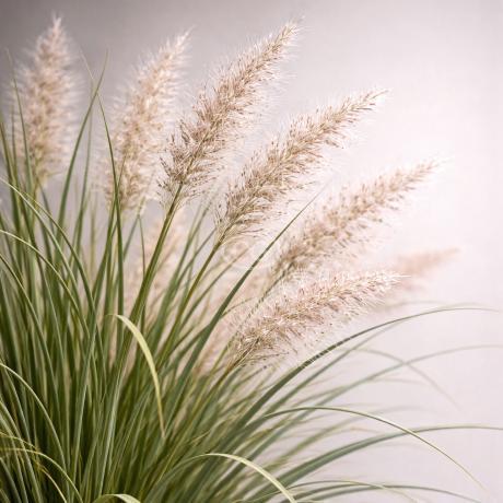 Classy Groundcovers Dwarf Maiden Grass Adagio