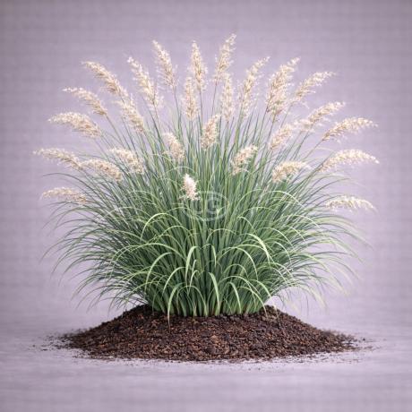 Classy Groundcovers Dwarf Maiden Grass Adagio - Thumbnail 2