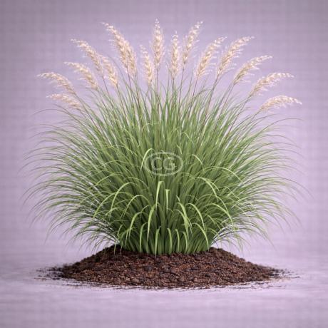 Classy Groundcovers Maiden Grass Gracillimus