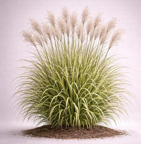 Miscanthus sinensis 'Rigoletto' | Japanese Silver Grass 'Rigoletto