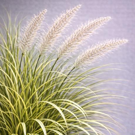 Maiden Grass 'Scout'