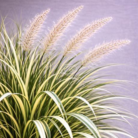 Miscanthus sinensis var. condensatus 'Cabaret' | Japanese Silver Grass ' Cabaret' | {tray of 38 cells} - Classy Groundcovers
