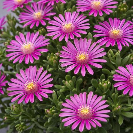 Delosperma cooperi | Ice Plant | {25 Pots - 3 1/4 in.} - Classy Groundcovers