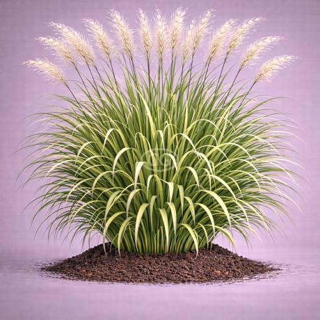 Miscanthus x giganteus | Elephant Grass (Giant Miscanthus) | {tray of 21  cells} - Classy Groundcovers