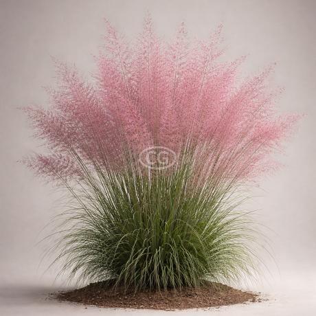 avalon magic plants trustpilot Avalon Pride' Patio Peach Tree – Roots Plants main image 1