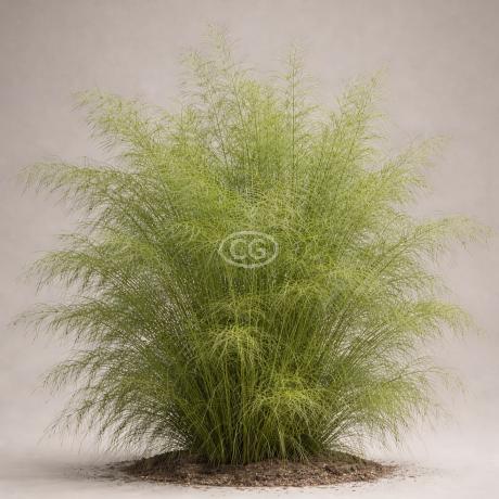 lemon thyme plant Creeping Lemon Thyme Plants | Two Live Plants | Non-GMO