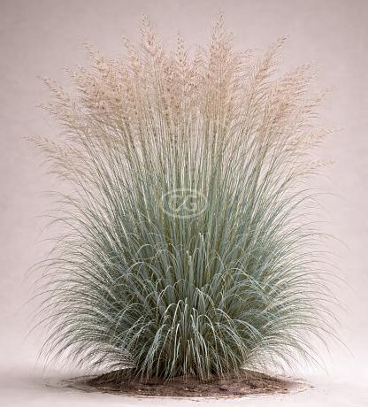 Panicum virgatum 'Dallas Blues' | Switch Grass 'Dallas Blues
