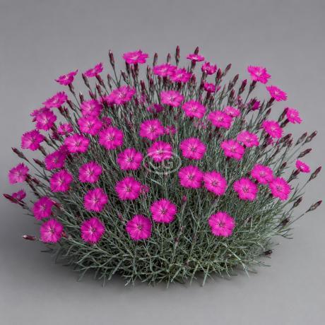 Dianthus gratianopolitanus 'Fire Witch' | Border Pinks 'Fire Witch