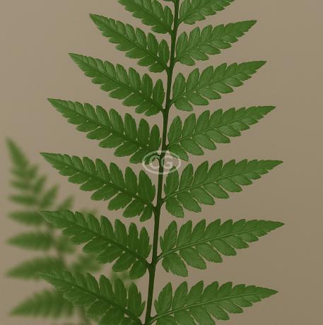 banana plant seed Bulk Passiflora Seeds