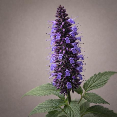 blue coleus plant Blue Dragon Coleus Heirloom Non-GMO Seeds  Neeraseeds