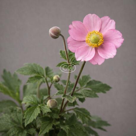 Fantasy Wind Flower - Thumbnail 2