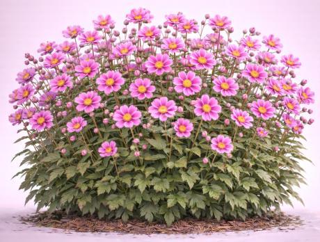 Fantasy Wind Flower