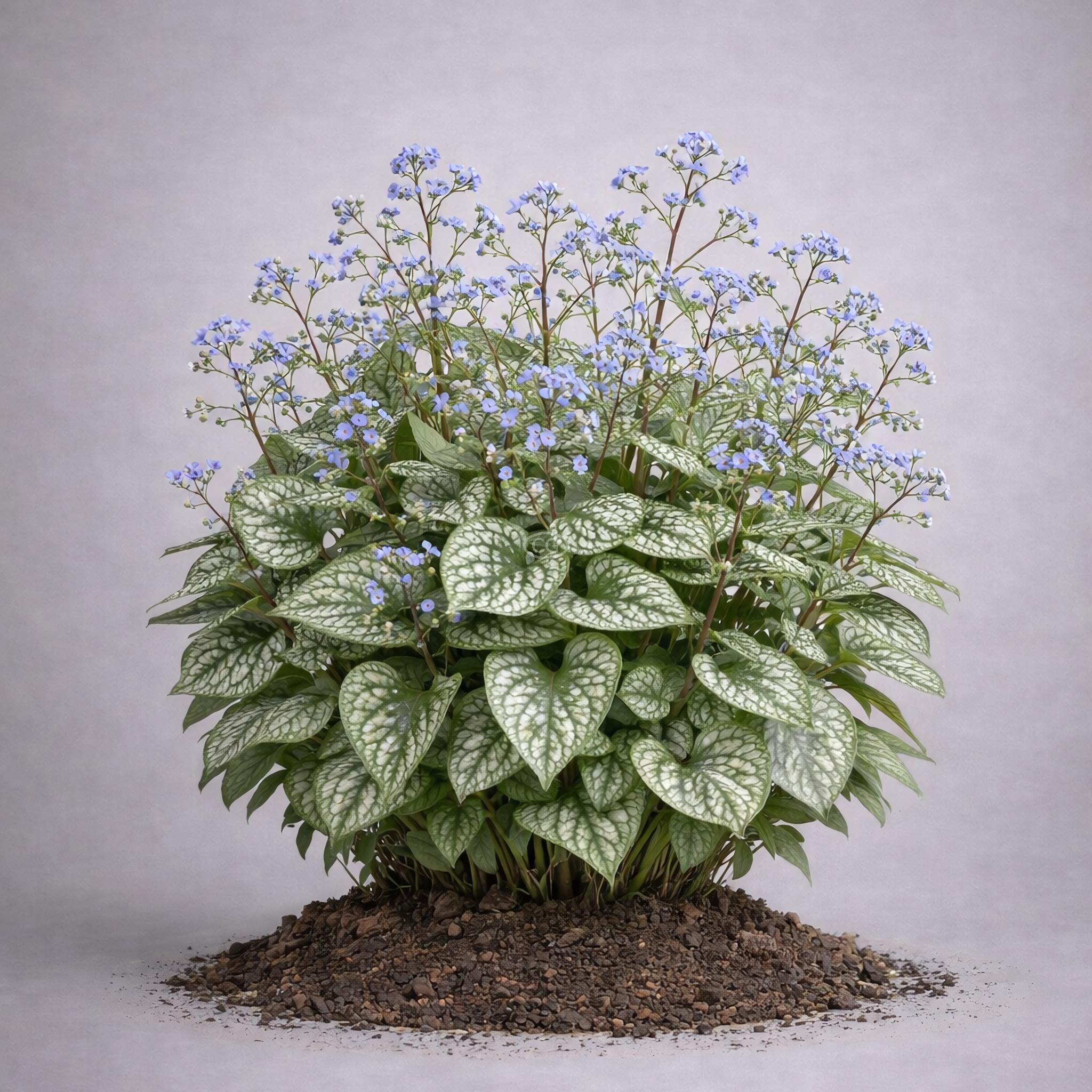 Brunnera macrophylla 'Garden Candy Sea Heart' | Siberian Bugloss