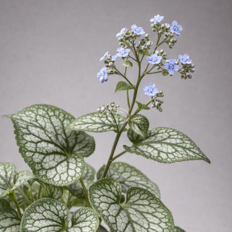 Brunnera macrophylla 'Garden Candy Sea Heart' | Siberian Bugloss