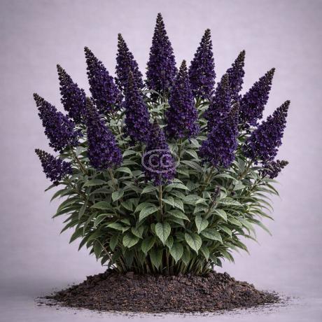 Buddleia davidii 'Black Knight' | Butterfly Bush 'Black Knight' | {3-Gallon  pot} - Classy Groundcovers