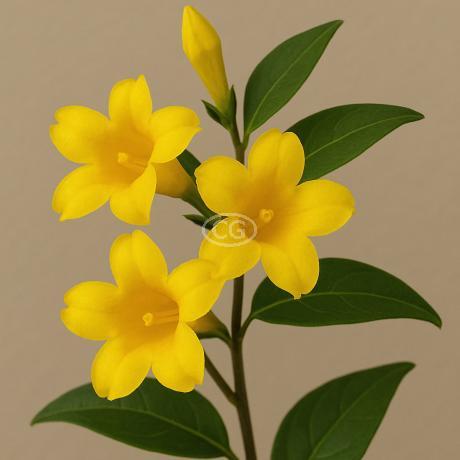 Classy Groundcovers Carolina Jasmine - Thumbnail 2