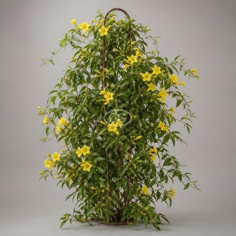 Classy Groundcovers Carolina Jasmine