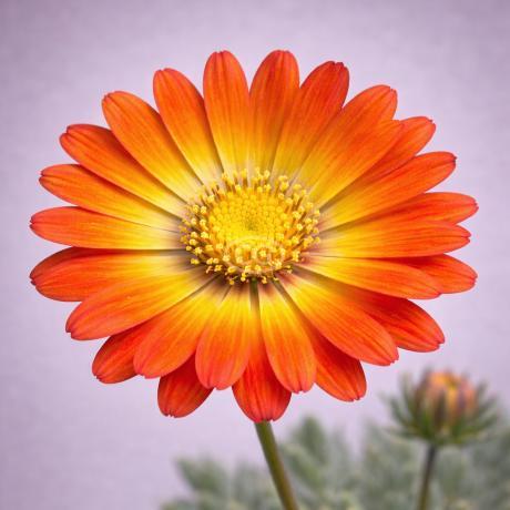 Delosperma 'Ocean Sunset Orange Vibe' | Ice Plant OCEAN SUNSET