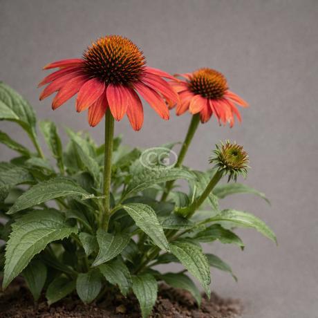 Echinacea ARTISAN 'Red Ombre' | Coneflower ARTISAN 'Red Ombre' |  {1-Gallon pot} - Classy Groundcovers