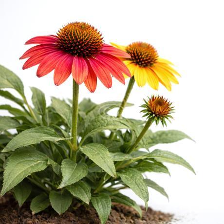 Echinacea 'Cheyenne Spirit' | Coneflower 'Cheyenne Spirit' | {tray of 72  cells} - Classy Groundcovers