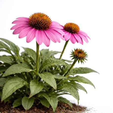 Echinacea purpurea | Coneflower | {1-Gallon pot} - Classy Groundcovers