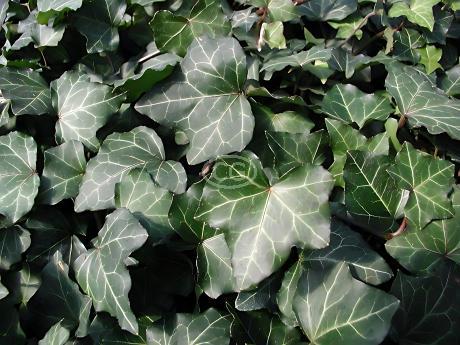 Hedera helix 'Baltica' | Baltic Ivy | {50 Bare Root plants} - Classy  Groundcovers