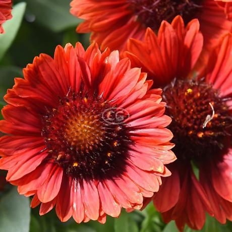 Gaillardia aristata 'SpinTop Red' Blanket Flower 'Spintop Red