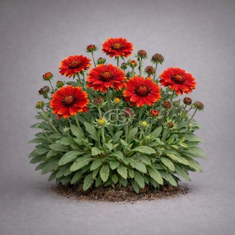 Gaillardia aristata 'SpinTop Red' | Blanket Flower 'Spintop Red