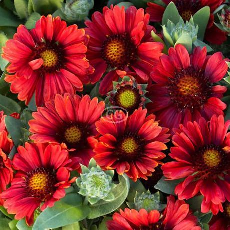 Gaillardia xgrandiflora 'Arizona Red Shades' Blanket Flower 'Arizona Red  Shades' {1-Gallon pot} Classy Groundcovers