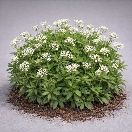 Galium odoratum | Sweet Woodruff | {tray of 72 cells} - Classy Groundcovers